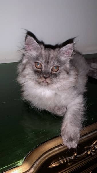 Persian grey kitten 2