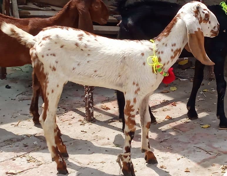 one makhi chini female kid age 1.5 month one saanen teda male kid 0