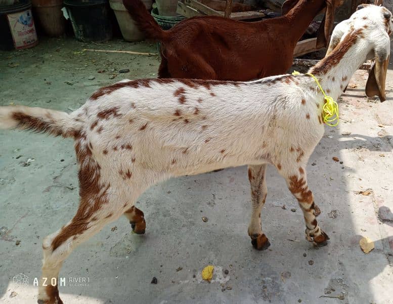 one makhi chini female kid age 1.5 month one saanen teda male kid 1