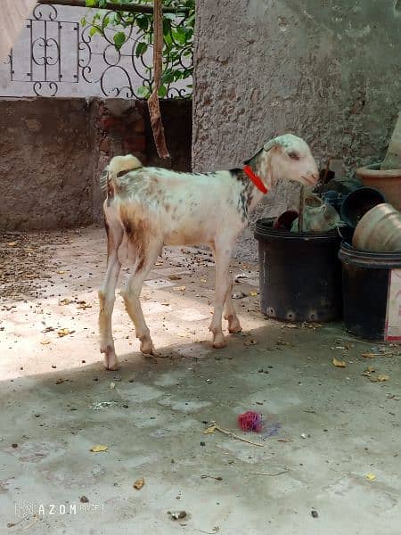 one makhi chini female kid age 1.5 month one saanen teda male kid 2