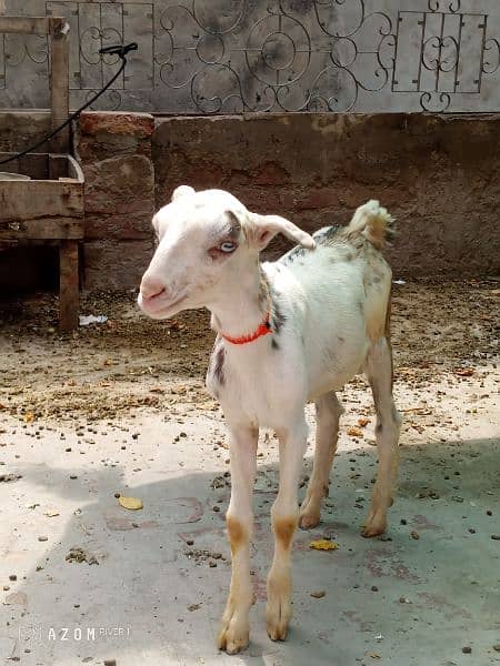 one makhi chini female kid age 1.5 month one saanen teda male kid 3