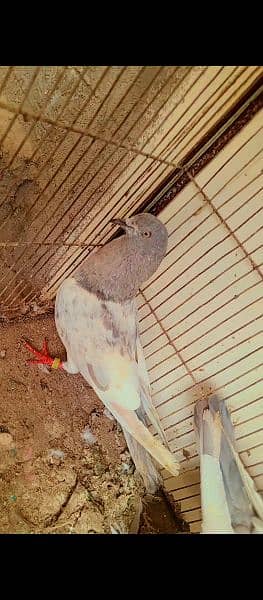 kabli kasni pair Faisalabad Breed only what'app 03303913081 0