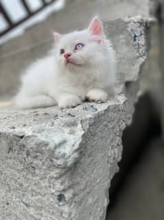 Odd Eye Persian Male Kitten