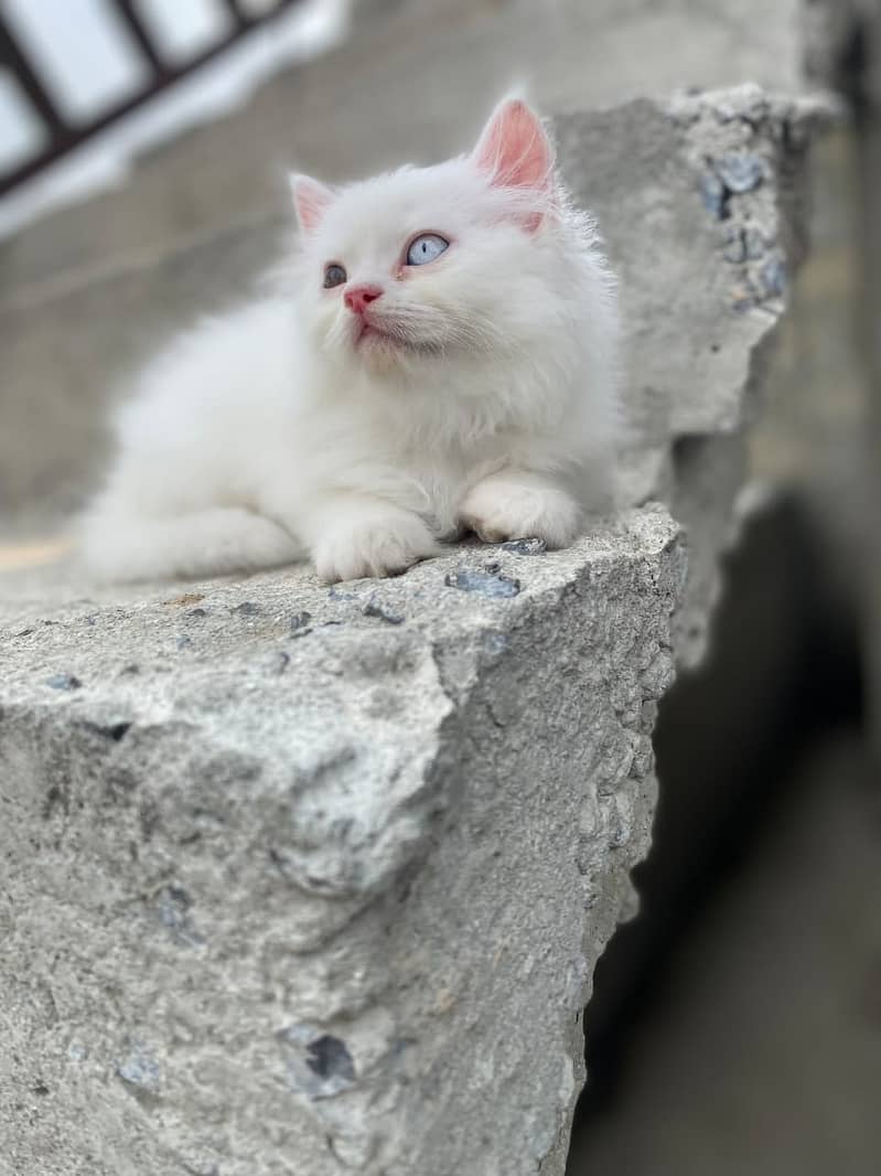 Odd Eye Persian Male Kitten 0