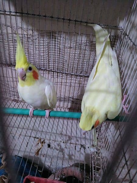 Cream Cocktail breeder pair for sale 0