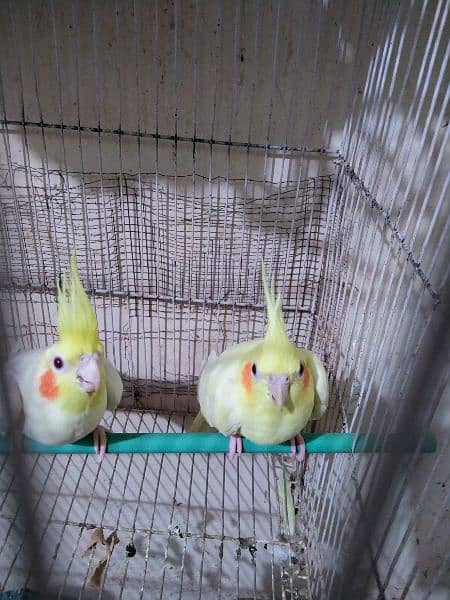 Cream Cocktail breeder pair for sale 1