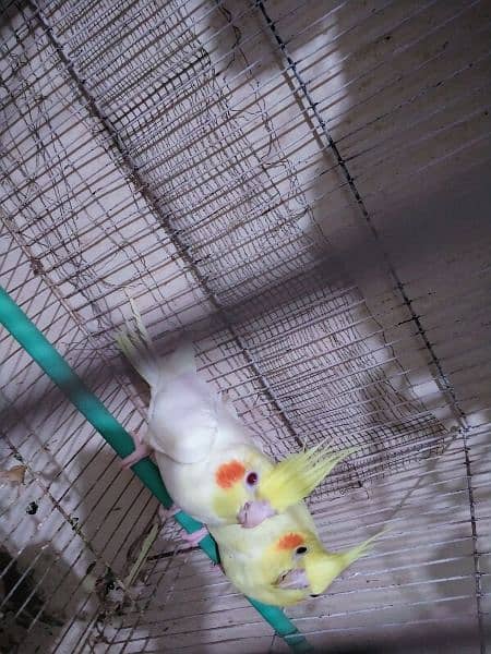 Cream Cocktail breeder pair for sale 2