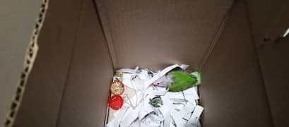 green parrot child for sale