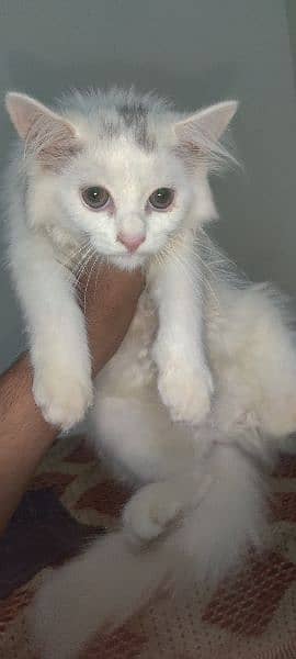 female kitten Persian cat 0