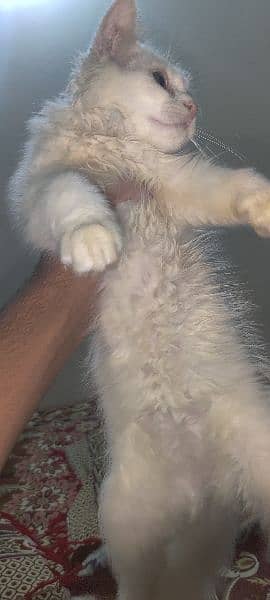 female kitten Persian cat 1