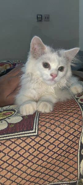 female kitten Persian cat 2