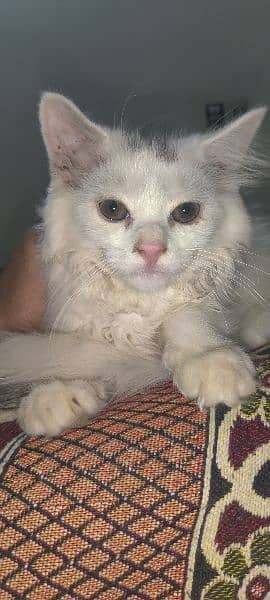 female kitten Persian cat 3