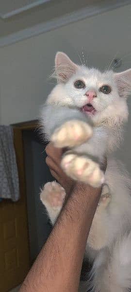 female kitten Persian cat 4