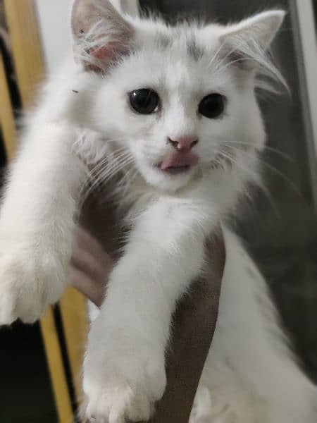 female kitten Persian cat 7