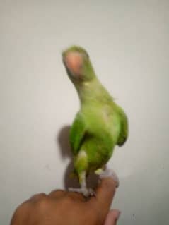ringneck parrot hand time