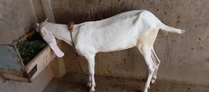 Pure Rajanpori Pair of Goat