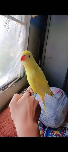 Yellow Ringneck 8