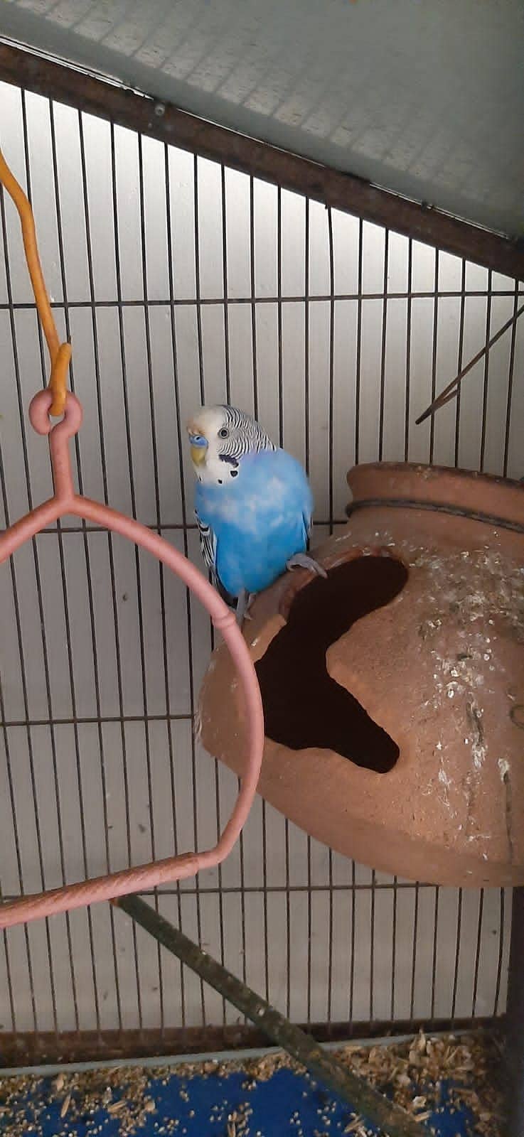 Budgie Parrot 0