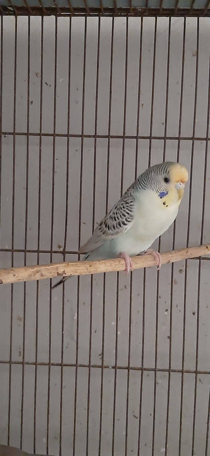 Budgie Parrot 1