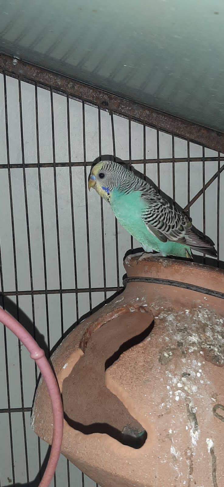 Budgie Parrot 2