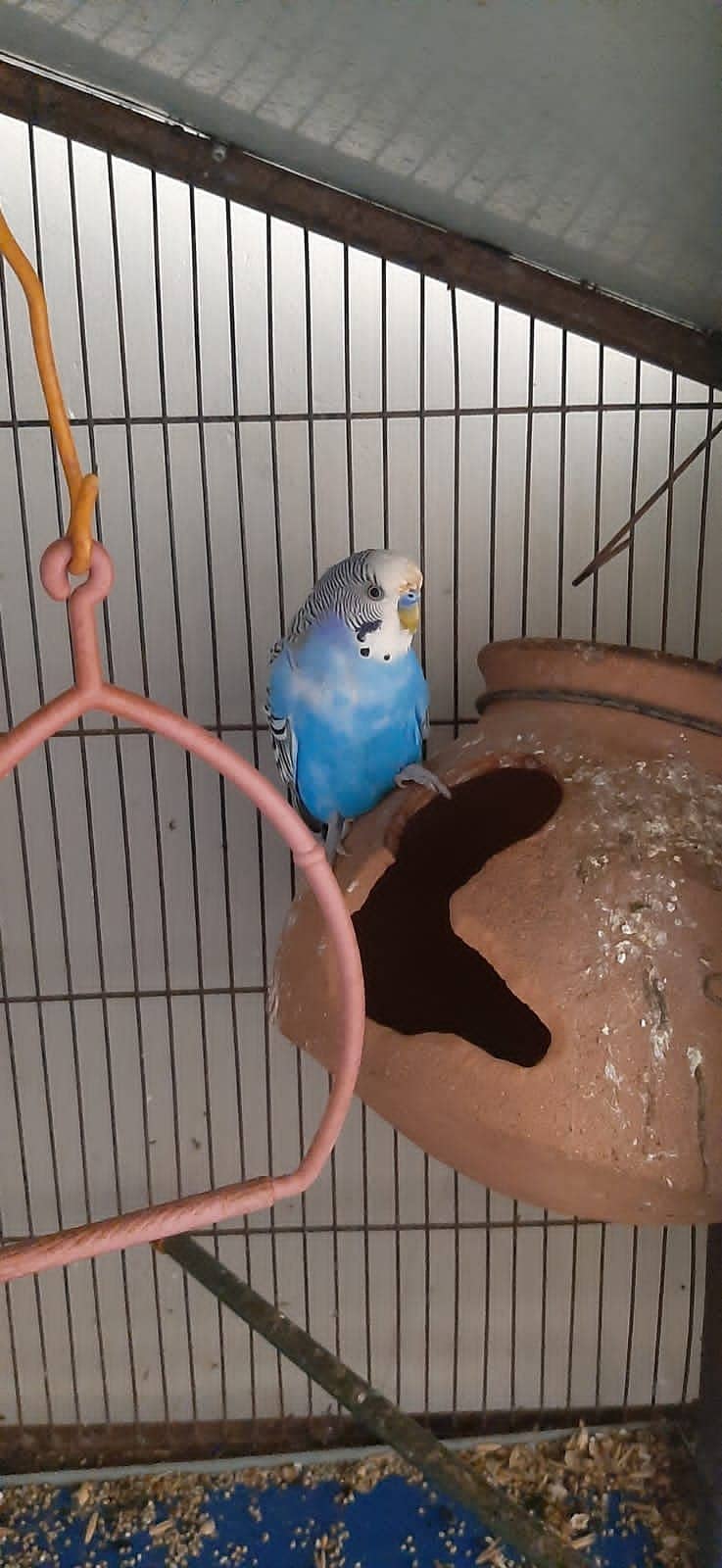 Budgie Parrot 4