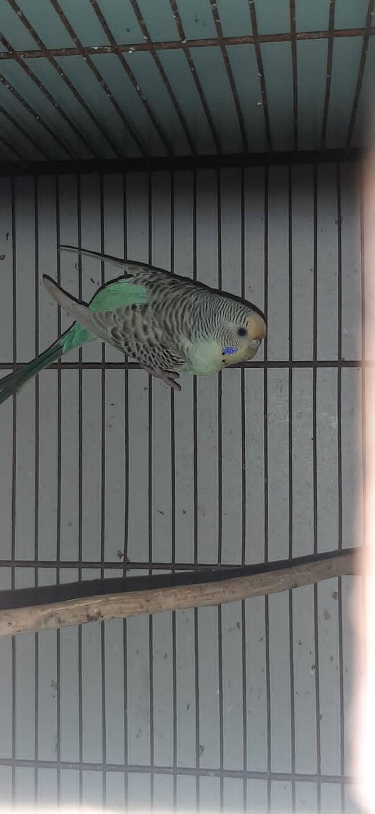 Budgie Parrot 5