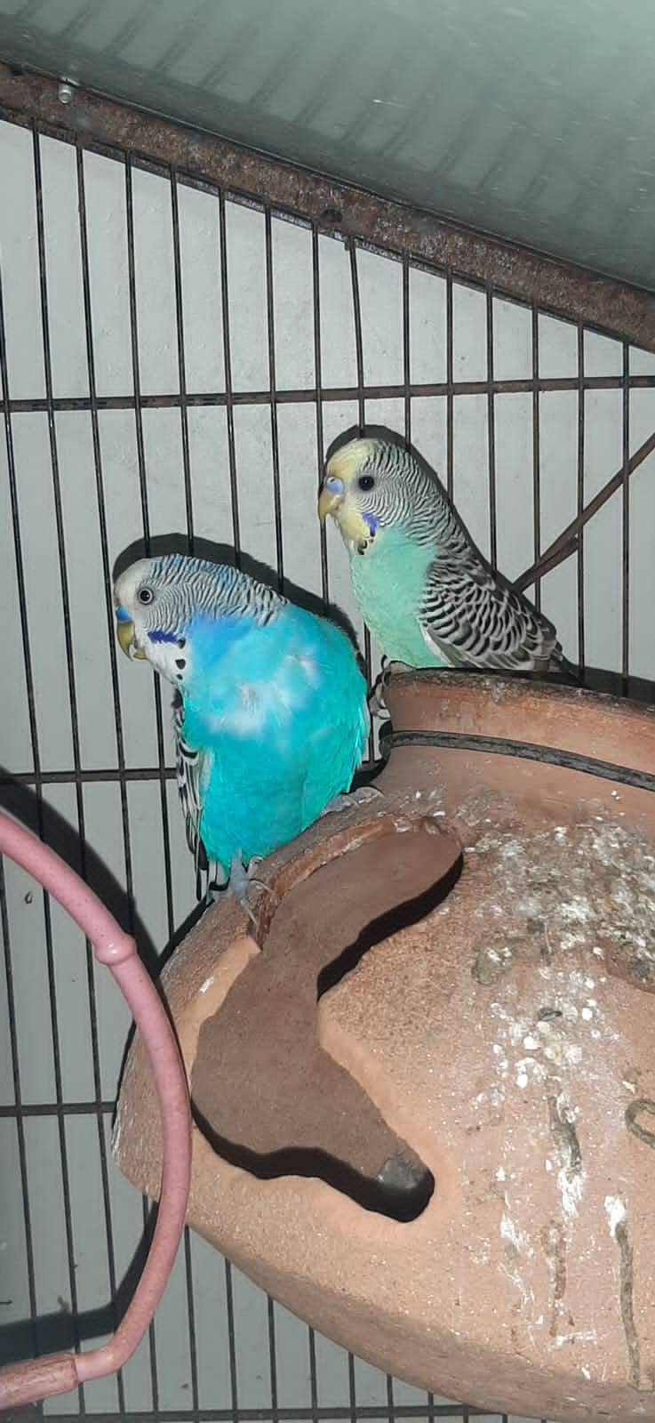 Budgie Parrot 6