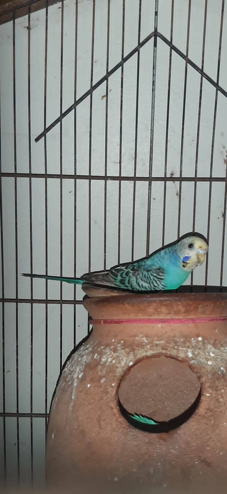 Budgie Parrot 12