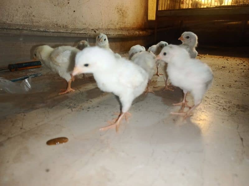 pure heera aseel chicks 17