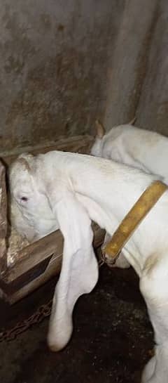 Pair of pure rajanpori Goat