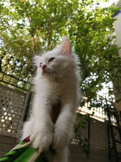 Persian cat kitten Male Female and pair