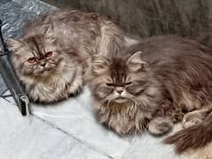 Persian cat pair.