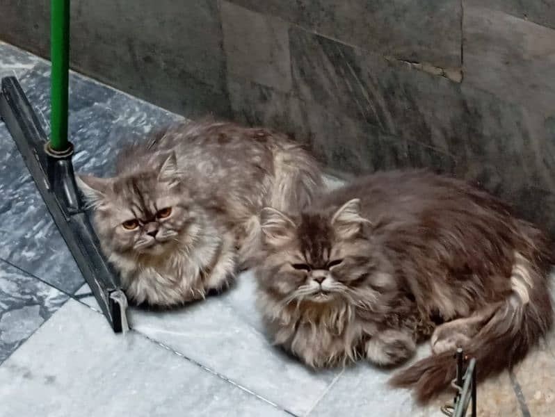 Persian cat pair. 1
