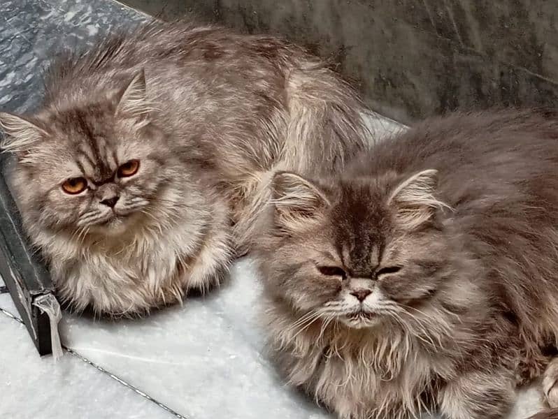 Persian cat pair. 2