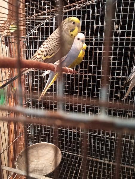 Budgies Australian parrots 0