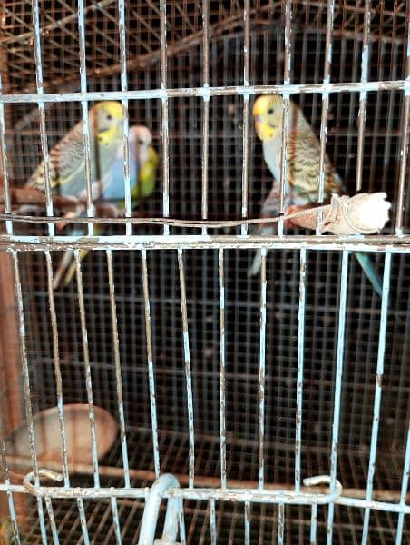 Budgies Australian parrots 4