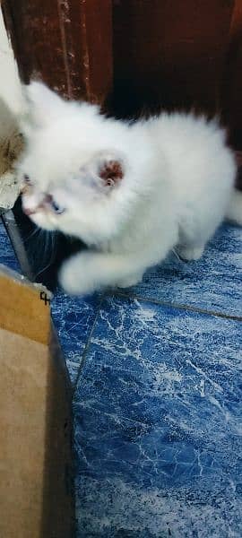 kitten for sale 3