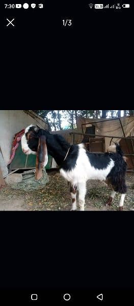 bakra for sale 0