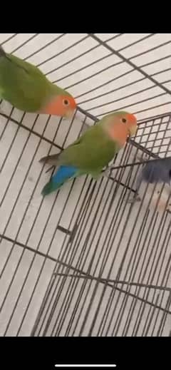 2 pair brider with cage 1 1/2 by 3 new cage with 2bbox lakri waly