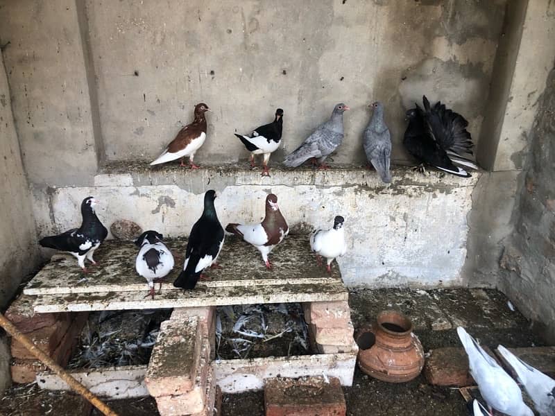 pigeons for sale 0