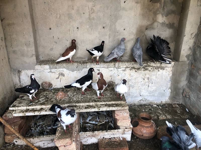 pigeons for sale 1