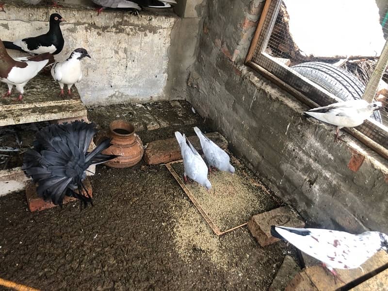 pigeons for sale 3