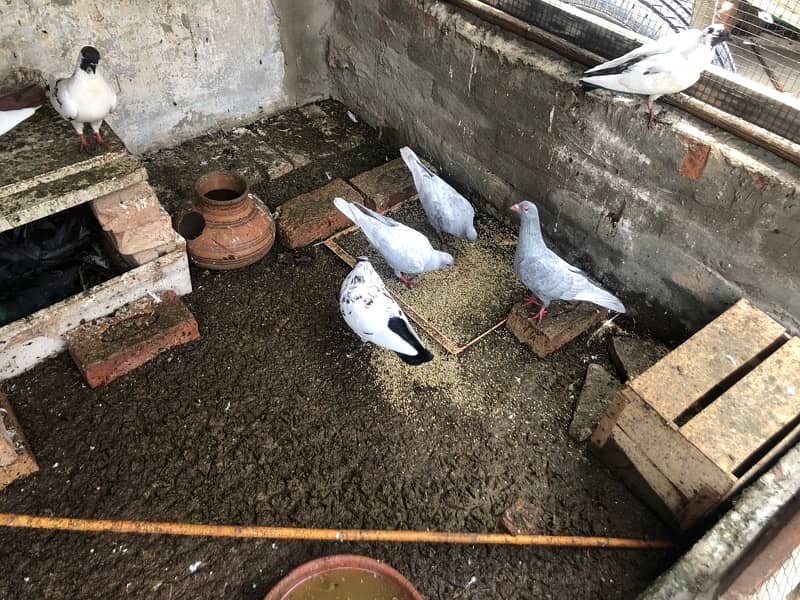 pigeons for sale 4