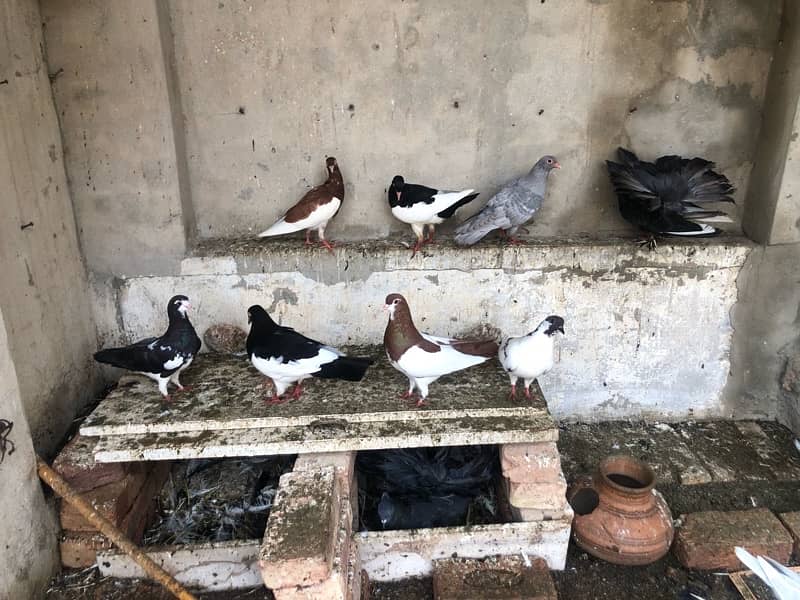 pigeons for sale 6