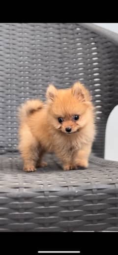 High Quality Female Pomeranian Puppy