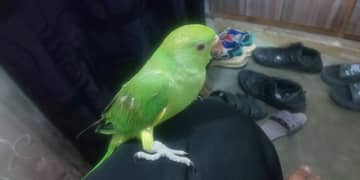 parrot cute baby hand tame watsapp number 03065541878 pair hai