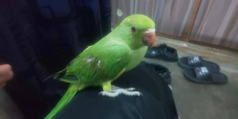 parrot cute baby hand tame watsapp number 03065541878 pair hai 1