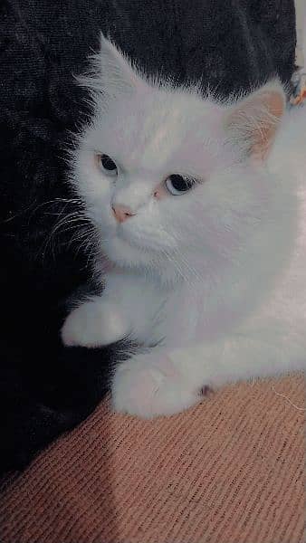 white kitten 1