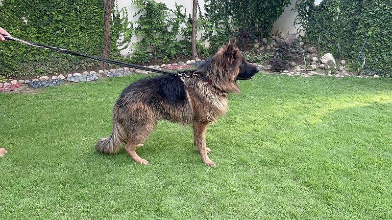 German Shepherd Non Pedigree 0