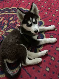 husky male puppy blue eye fully coat